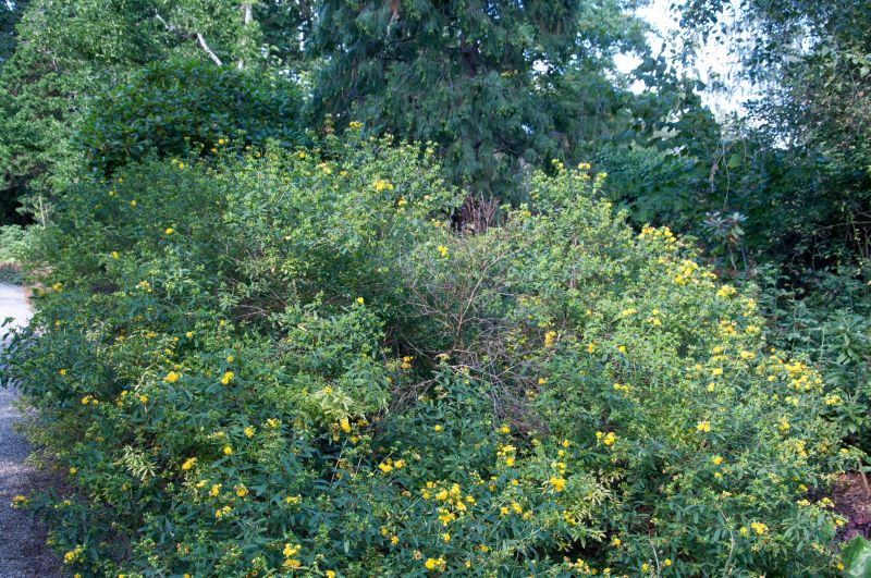 Hypericum prolificum - Johanniskraut prolificum