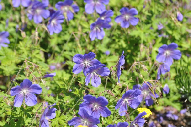 Geranium pratense 'Johnson's Blue' - Johnsons Garten-Storchschnabel