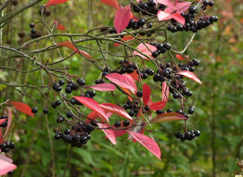 Aronia melanocarpa - Kahle Apfelbeere