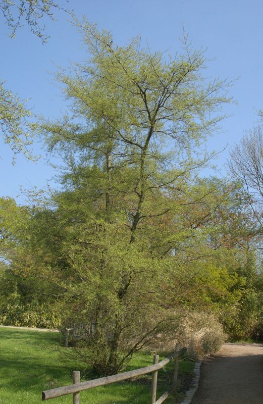 Alnus glutinosa 'Imperialis' - Kaisererle 'Imperialis'