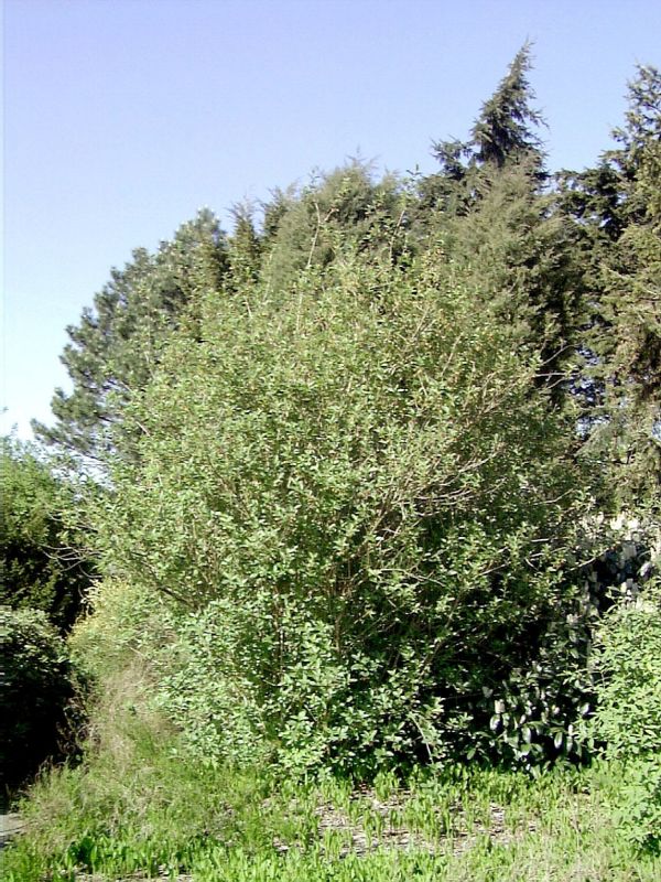 Lonicera involucrata ledebourii - Kalif.Heckenkirsche