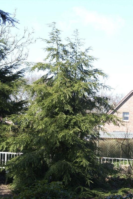 Tsuga canadensis - Kanadische Hemlocktanne