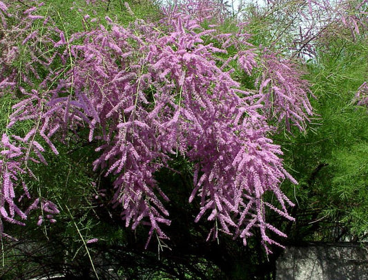 Tamarix ramosissima 'Pink Cascade' - Kaspische Tamariske 'Pink Cascade'