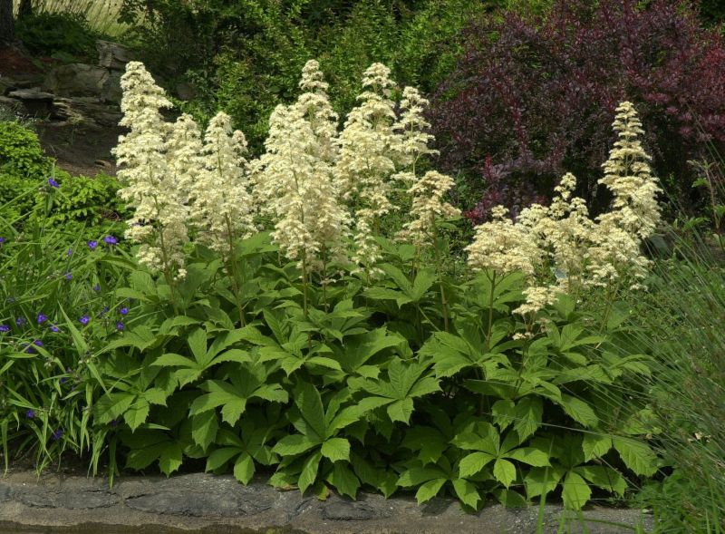 Rodgersia aesculifolia - Kastanienblättriges Schaublatt