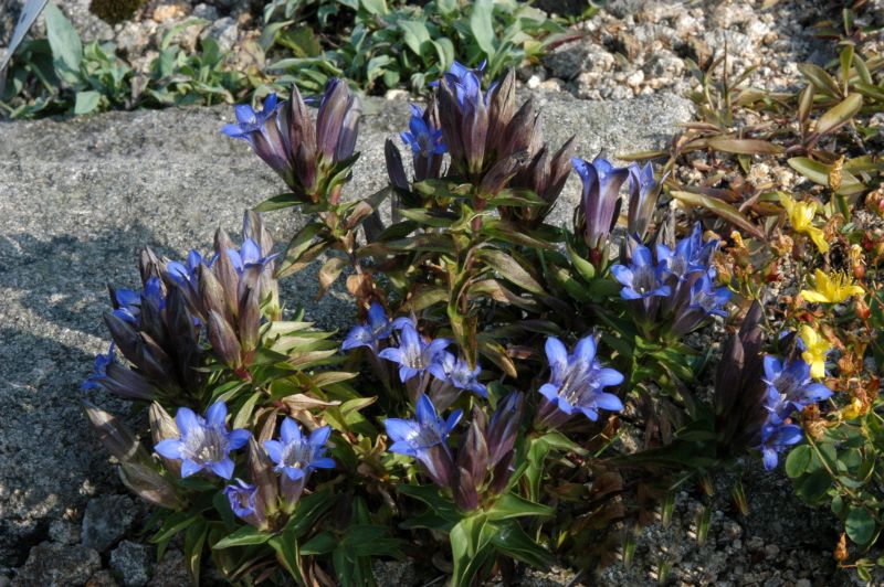 Gentiana septemfida var.lagodechiana - Kaukasus-Enzian