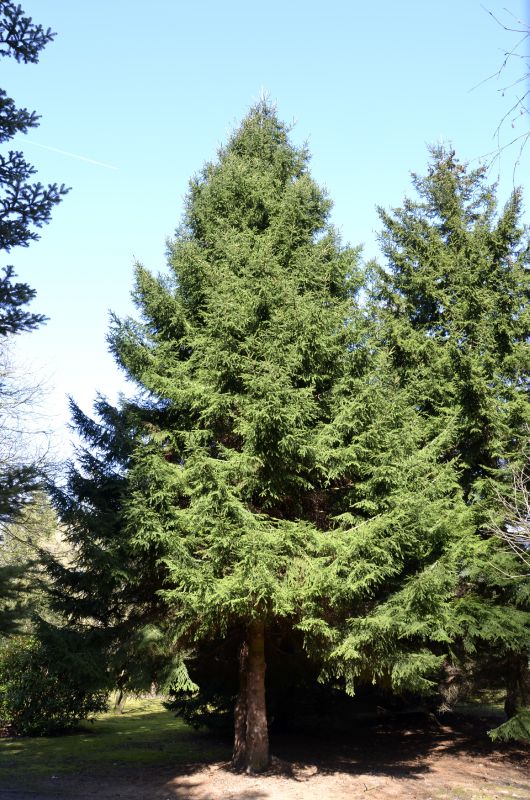 Picea orientalis - Kaukasusfichte,Sapindus-Fichte