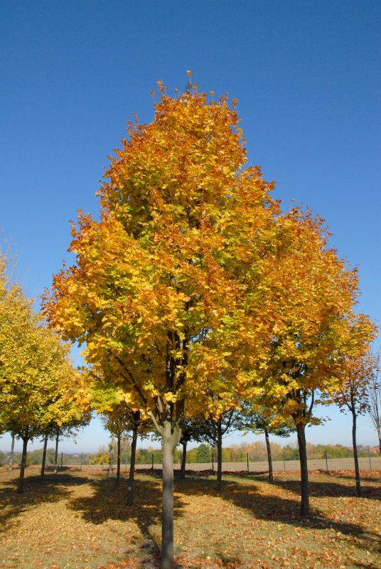 Acer platanoides 'Cleveland' - Kegelförmiger Spitzahorn 'Cleveland'