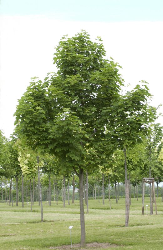 Acer platanoides 'Emerald Queen' - Kegelförmiger Spitzahorn 'Emerald Queen'