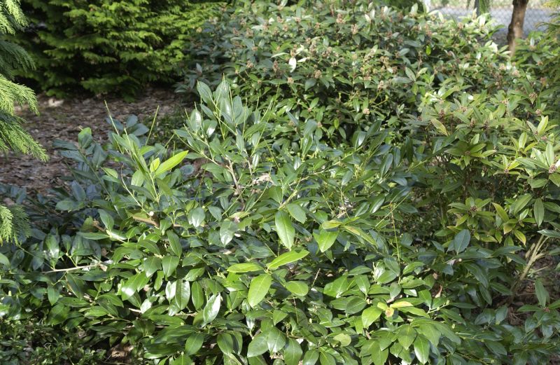 Prunus laurocerasus 'Cherry Brandy' - Kirschlorbeer 'Cherry Brandy' / Breitwüchsige Lorbeerkirsche