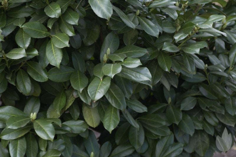 Prunus laurocerasus 'Etna' ® - Kirschlorbeer 'Etna' ® / Lorbeerkirsche 'Etna' ®