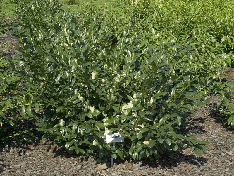 Prunus laurocerasus 'Van Nes' - Kirschlorbeer 'Van Nes' / Lorbeerkirsche 'Van Nes'
