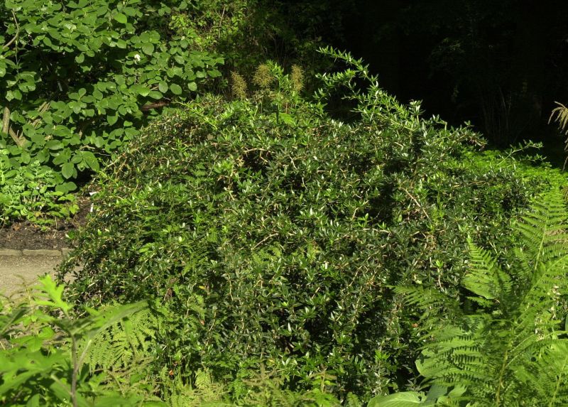 Berberis candidula - Kissenberberitze