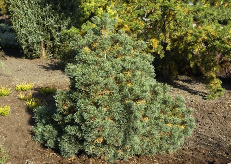 Pinus strobus 'Krüger's Lilliput' - Kissenkiefer 'Krüger's Lilliput'