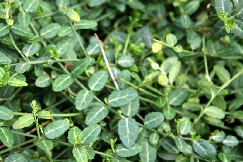 Euonymus fortunei 'Minimus' - Kleinblättige Teppichspindel 'Minimus'
