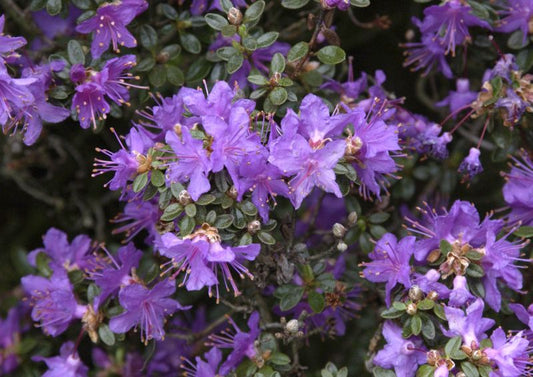 Rhododendron impeditum - Kleinblättr.Rhododendron