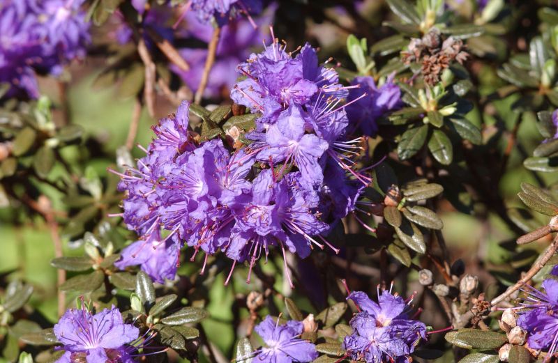 Rhododendron impeditum 'Azurika' - Kleinblättr.Rhododendron 'Azurika'