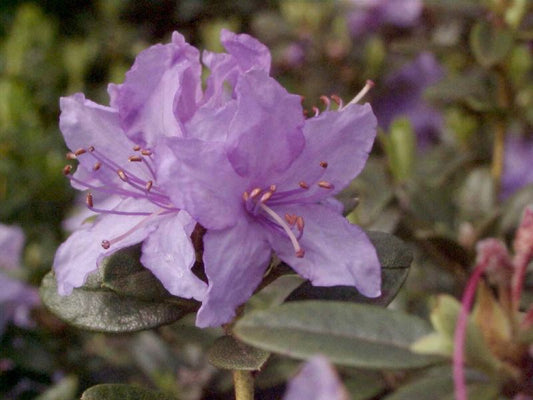 Rhododendron impeditum 'Blue Tit' - Kleinblättr.Rhododendron 'Blue Tit'
