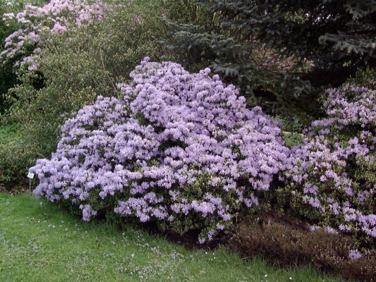 Rhododendron impeditum 'Moerheim' - Kleinblättr.Rhododendron 'Moerheim'