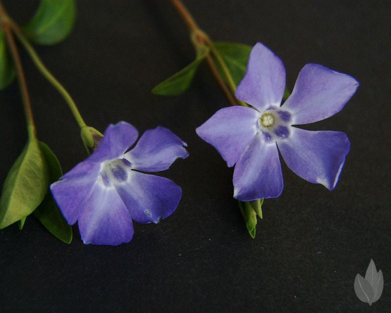 Vinca minor - Kleinblättriges Immergrün