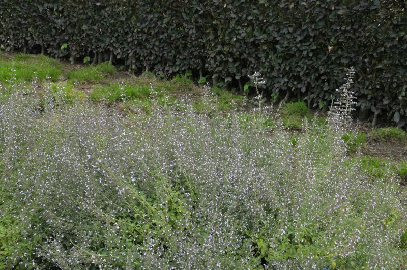 Calamintha nepeta 'Blue Cloud' - Kleinblütige Garten-Bergminze
