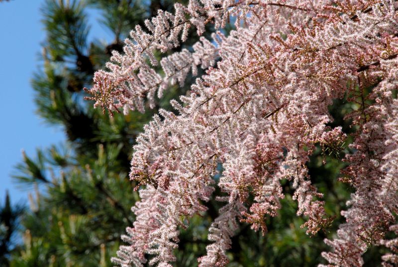 Tamarix parviflora - Kleinblütige Tamariske