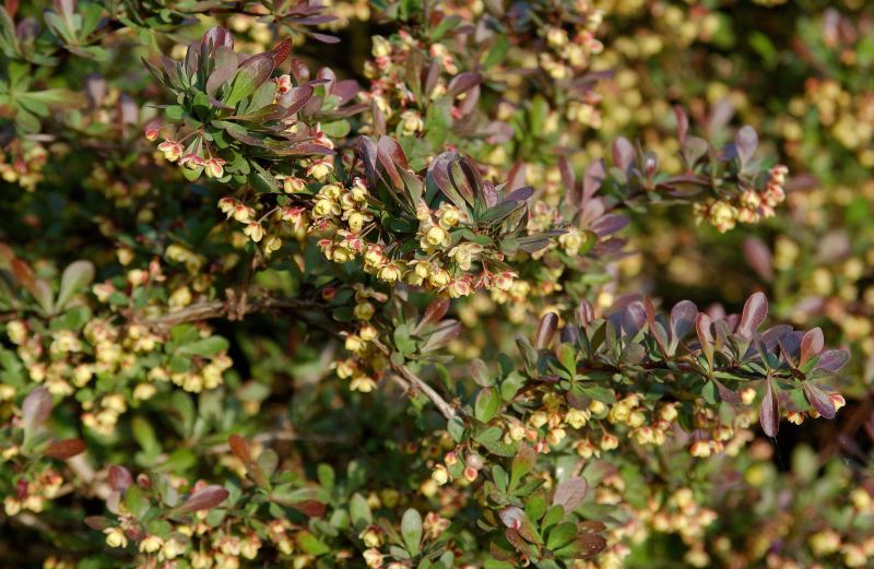 Berberis thunbergii 'Atropurpurea Nana' - Kleine Blutberberitze