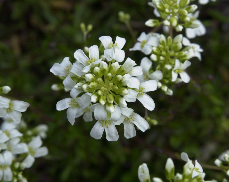 Arabis ferdinandi-coburgii 'Variegata' - Kleine Garten-Gänsekresse Variegata