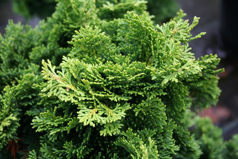 Chamaecyparis obtusa 'Nana Gracilis' - Kleine Muschelzypresse 'Nana Gracilis'