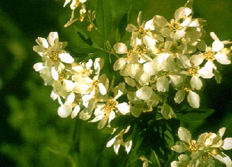 Exochorda macrantha 'The Bride' - Kleine Prunkspiere 'The Bride'