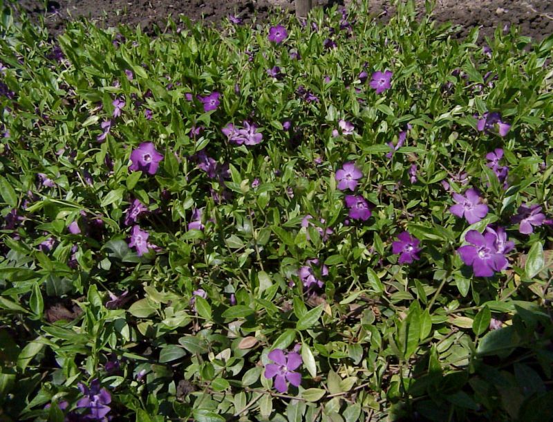Vinca minor 'Rubra' - Kleines Garten-Immergrün Rubra