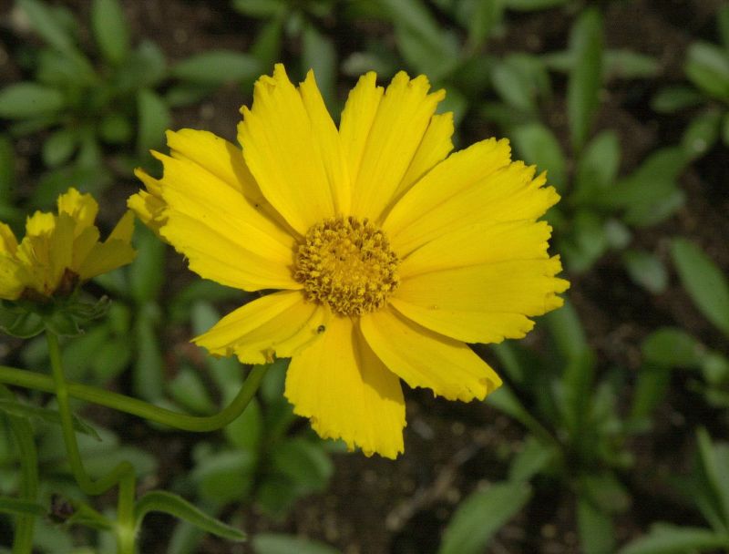Coreopsis lanceolata 'Sterntaler' - Kleines Garten-Mädchenauge