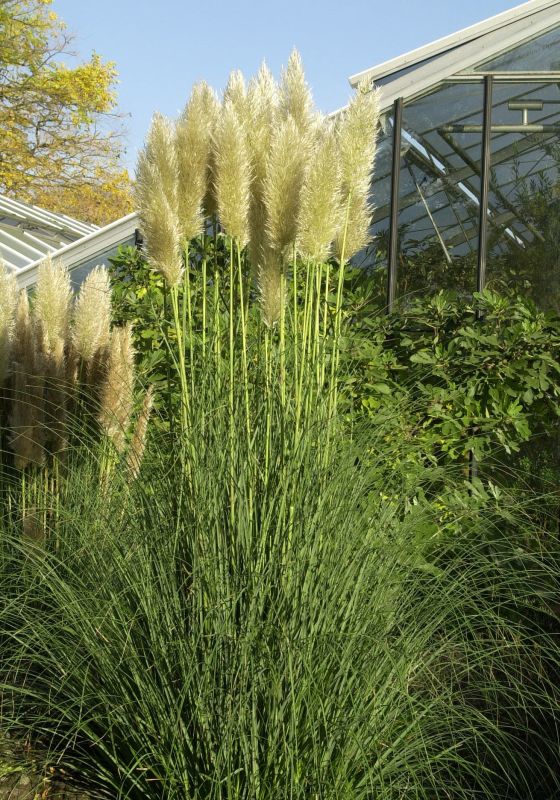 Cortaderia selloana 'Pumila' - Kleines Garten-Pampasgras