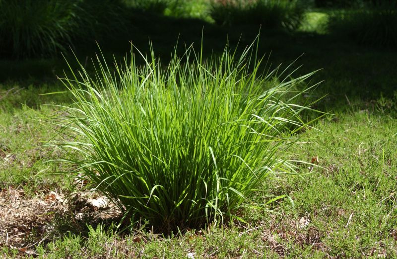 Molinia caerulea 'Heidebraut' - Kleines Garten-Pfeifengras Heidebraut