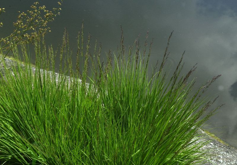 Molinia caerulea 'Moorhexe' - Kleines Garten-Pfeifengras Moorhexe