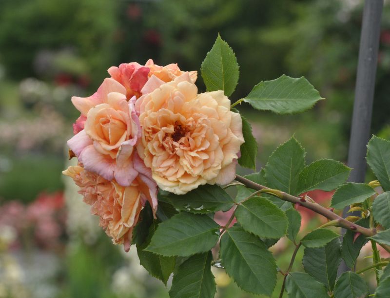 Rosa 'Aloha' ® KL - Kletterrose 'Aloha' ®