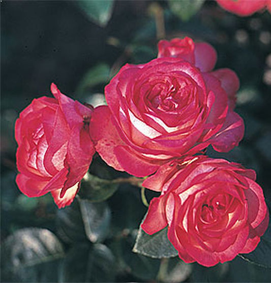 Rosa 'Antike 89' ® KL - Kletterrose 'Antike 89' ®