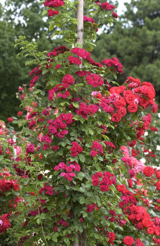 Rosa 'Chevy Chase' KL - Kletterrose 'Chevy Chase'