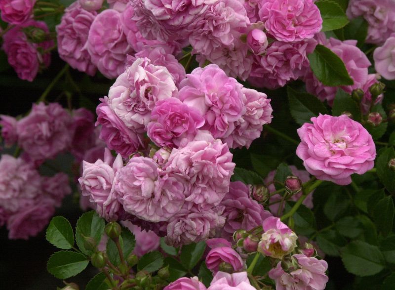 Rosa 'Dt.Rosarium Dortmund' ® KL - Kletterrose 'Dt.Rosarium Dortmund' ®