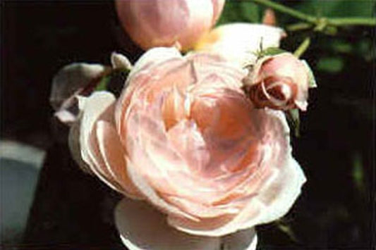 Rosa 'Eden Rose '85' ® KL - Kletterrose 'Eden Rose '85' ®