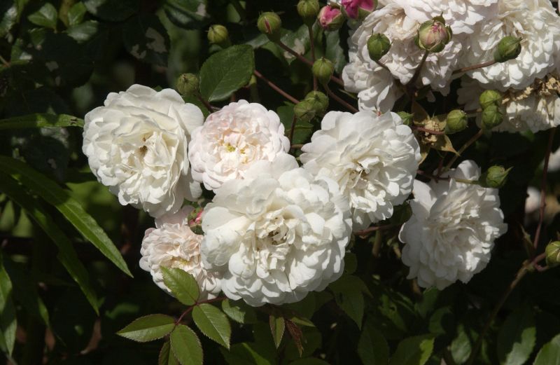 Rosa 'Felicite et Perpetue' KL - Kletterrose 'Felicite et Perpetue'
