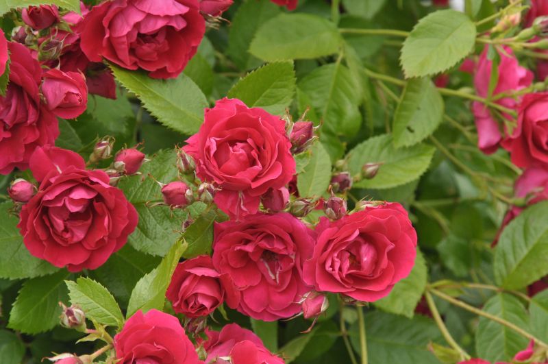 Rosa 'Flammentanz' ® KL - Kletterrose 'Flammentanz' ®