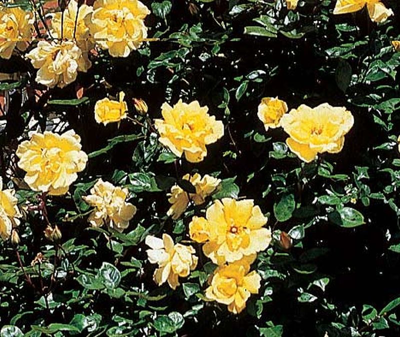 Rosa 'Golden Showers' ® KL - Kletterrose 'Golden Showers' ®