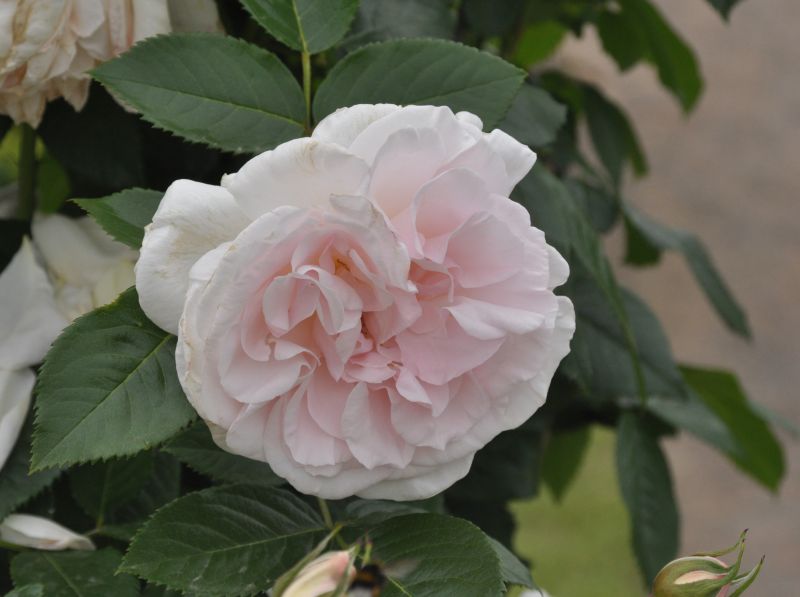 Rosa 'Graciosa' ® KL - Kletterrose 'Graciosa' ®