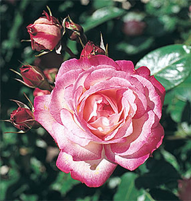 Rosa 'Harlekin' ® KL - Kletterrose 'Harlekin' ®