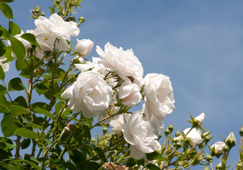 Rosa 'Hella' ® KL - Kletterrose 'Hella' ® ADR-Rose