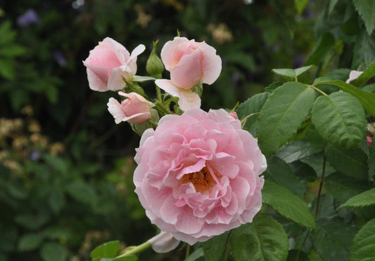 Rosa 'Kir Royal' ® KL - Kletterrose 'Kir Royal' ® ADR-Rose