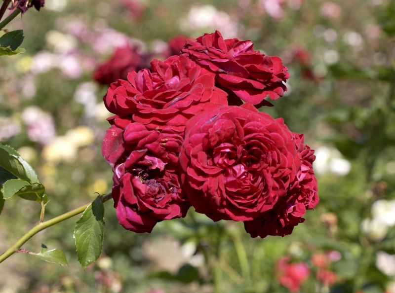 Rosa 'Naheglut' ® KL - Kletterrose 'Naheglut' ®