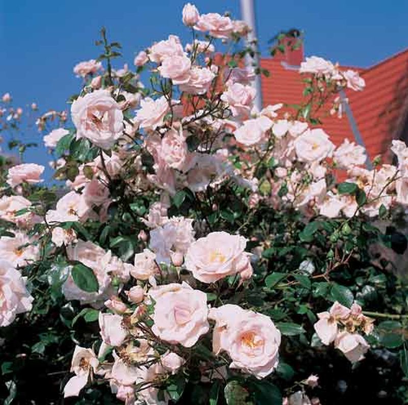 Rosa 'New Dawn' KL - Kletterrose 'New Dawn'