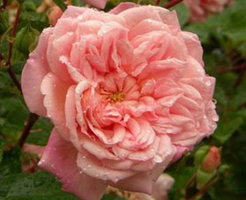 Rosa 'Paul Noel' KL - Kletterrose 'Paul Noel'