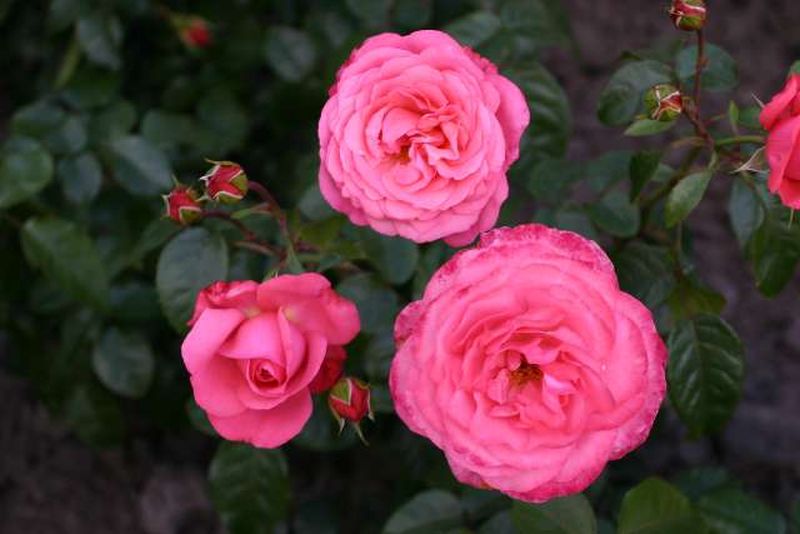 Rosa 'Rosanna' ® KL - Kletterrose 'Rosanna' ®